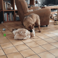 Dog GIF
