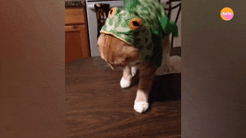 Cat Halloween GIF by BuzzFeed