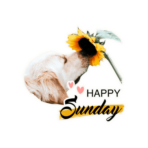 Dogs Sunday Sticker by Milagency