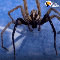 Huge-spider GIFs - Get the best GIF on GIPHY