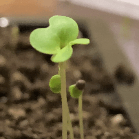 Life Grow GIF by Essentially Pop