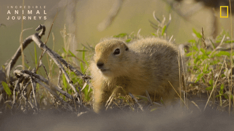 Incredible Animal Journeys GIFs on GIPHY - Be Animated