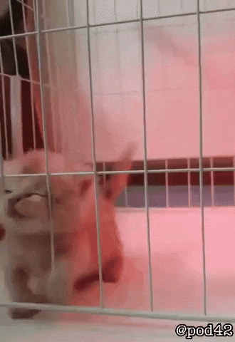 Cat Kitty GIF