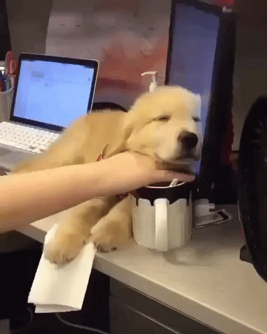 Work From Home Sleeping GIF by JustViral