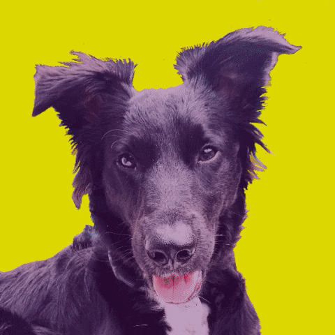 Ferus Artisan Ales GIF