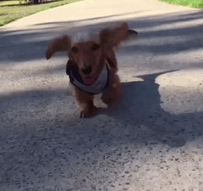 Mini Dachshund GIFs - Get the best GIF on GIPHY