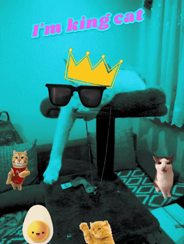 White Cat GIF by Bohemia Outdoor