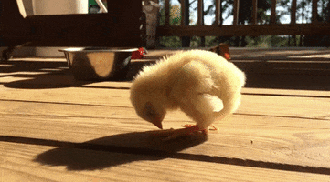 Tired Chick GIF by America's Funniest Home Videos