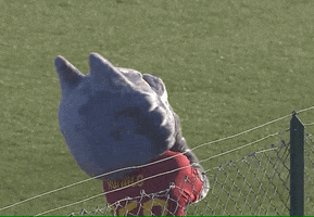 Wolf Love GIF by AS Roma