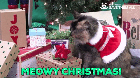 New trending GIF online: cute, cat, christmas, joy, santa, gift, meow,  happy holidays, presents, festive, blank stare, bfcheer