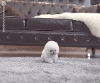 Little-cute-dog GIFs - Get the best GIF on GIPHY
