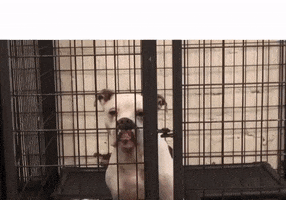 200.gif?cid=fc005b08794e32b3d07936d75accdaa032e9da02f39d6159&rid=200.gif&ct=g