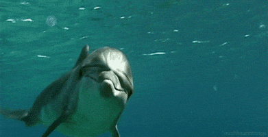 dolphin GIF