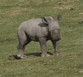 Gergedan Yapım GIF