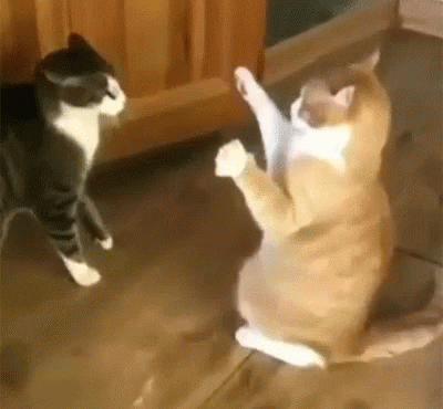 Don't touch me best Gif