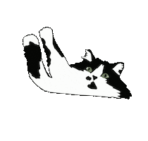 Cat Sticker
