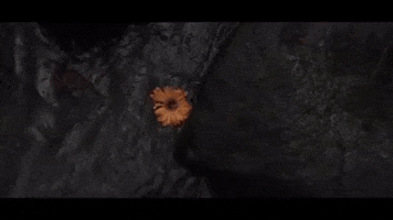 River Sunflower GIF by The Head And The Heart