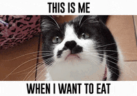 Funny Meme Gifs Get The Best Gif On Giphy funny meme gifs get the best gif on giphy
