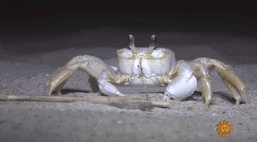 crab ghost crab GIF