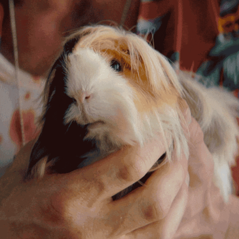 Orange Belgium GIF