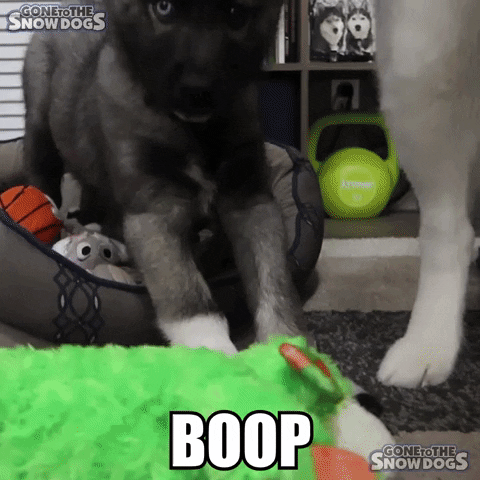Siberian Husky Boops GIF by Gone to the Snow Dogs