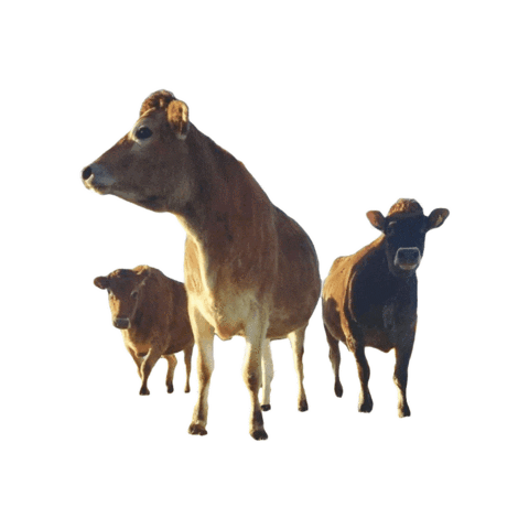 Organic Dairy Sticker by Forest Farm Organic Dairy