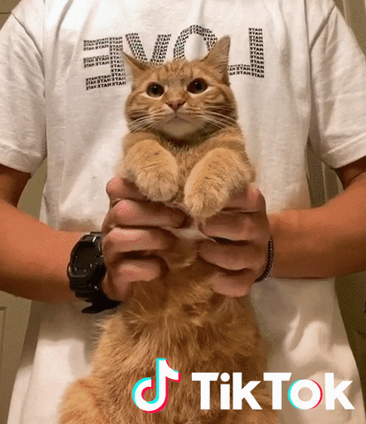 Dance Cat GIF by TikTok France