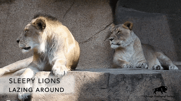 Im Not Going The Lion King GIF by Brookfield Zoo