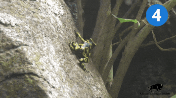 Dart Frog Slide GIF by Brookfield Zoo