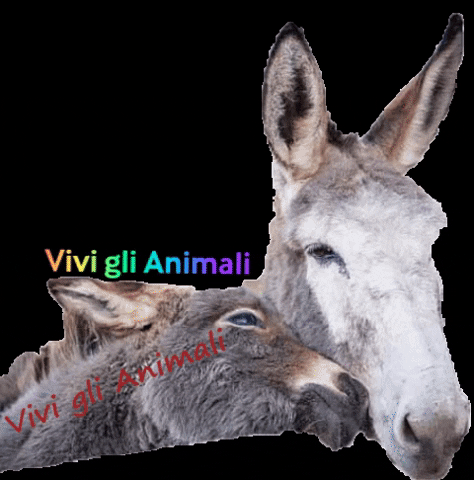 vivi gli animali GIF
