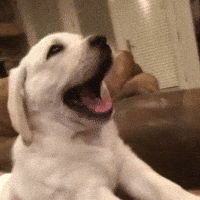200.gif?cid=f0bdee7038lzlmfg5hnmzcl409j5zhg118dpyuuw62icj5i2&rid=200.gif&ct=g