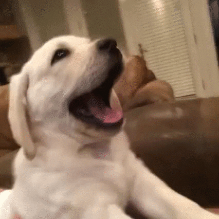 Video gif. We get different angles of a retriever pup yawning while never losing its smile.