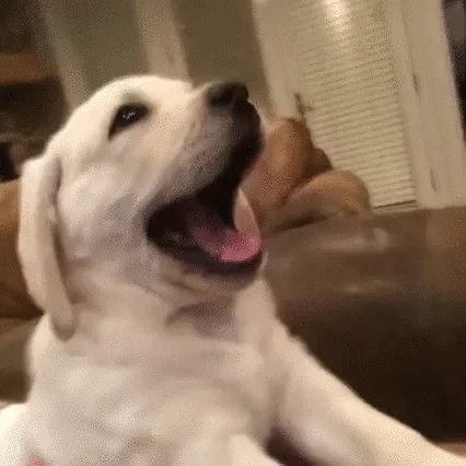 S___py Good Night GIF