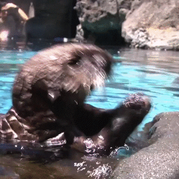 otters holding hands gif