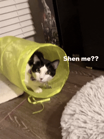 Chinese Cat GIF
