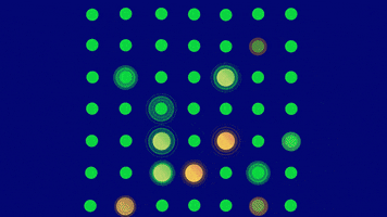 Local Search Grid GIF