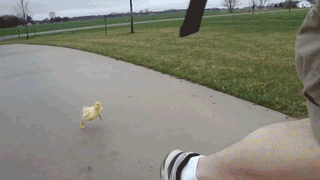 duck running GIF