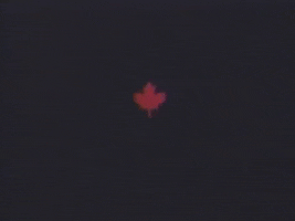 maple leaf canada GIF by Ottawa International Animation Festival