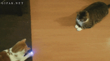 cat play laser