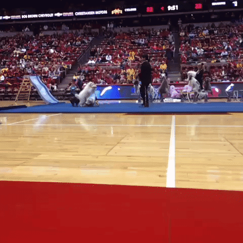 Iowa State Cyclones Puppies GIF by Iowa State