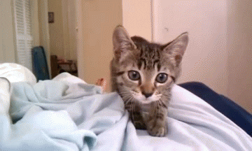Cat Kitty GIF - Find & Share on GIPHY