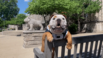 Dog Bulldog GIF by Butler University