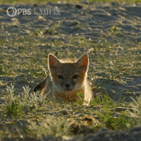 Pbs Nature Baby GIF by Nature on PBS