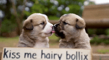 Bollocks GIF