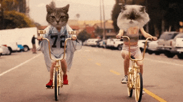 cats biking GIF