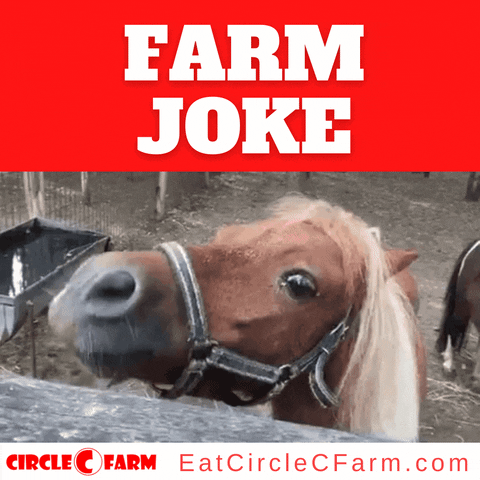 Horse Farmer GIF by Circle C Farms