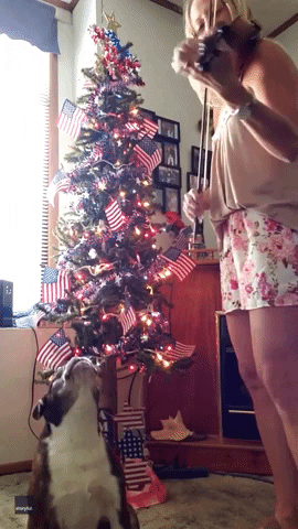 Independence Day Dogs GIF by Storyful