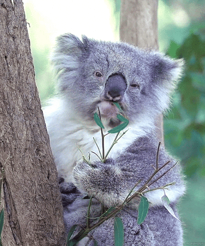 koalaed meme gif
