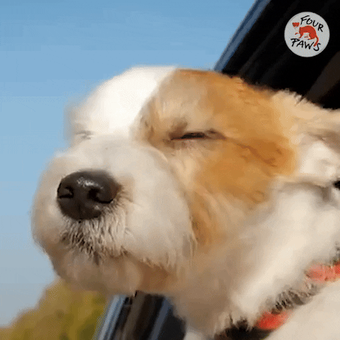 Dog Driving GIF by VIER PFOTEN