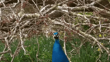 200.gif